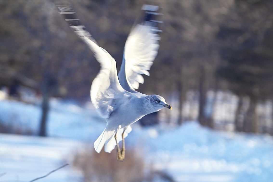 Seagull in Flight (user submitted)