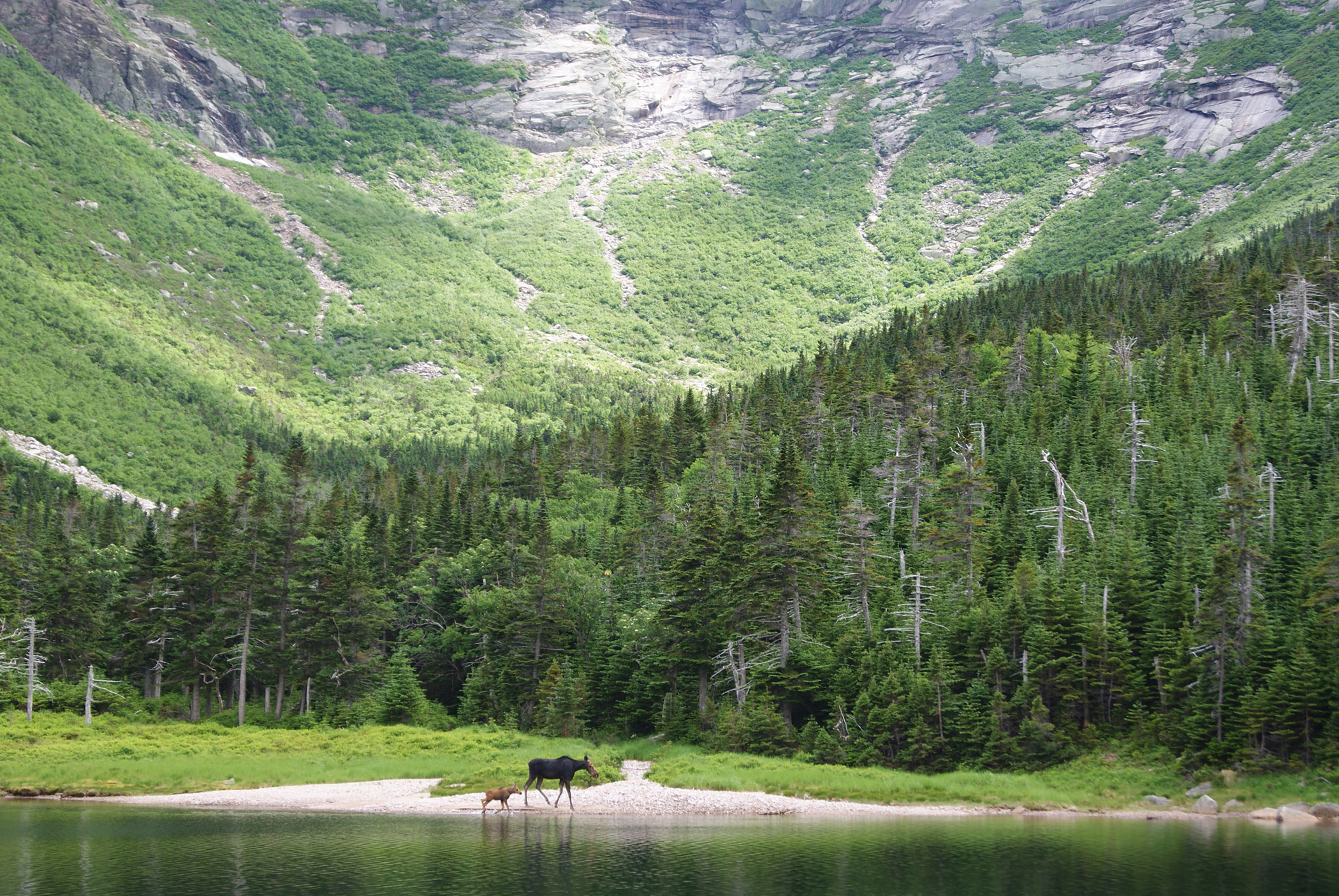 Baby and Mother Moose in Baxter State Park, Maine (user submitted)
