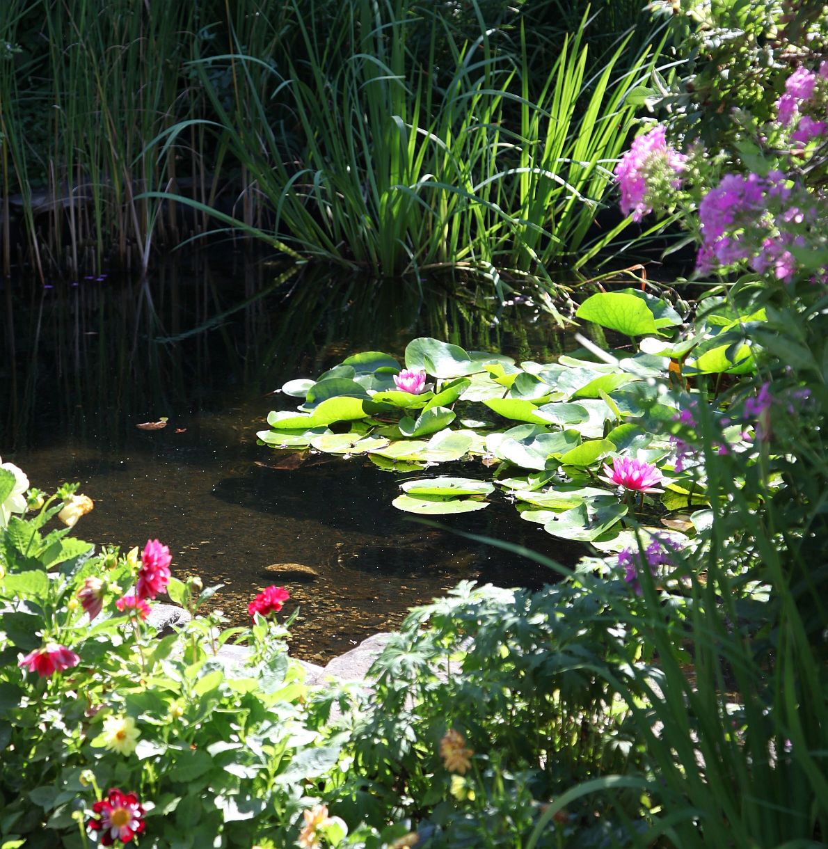 A Lilly Pond (user submitted)