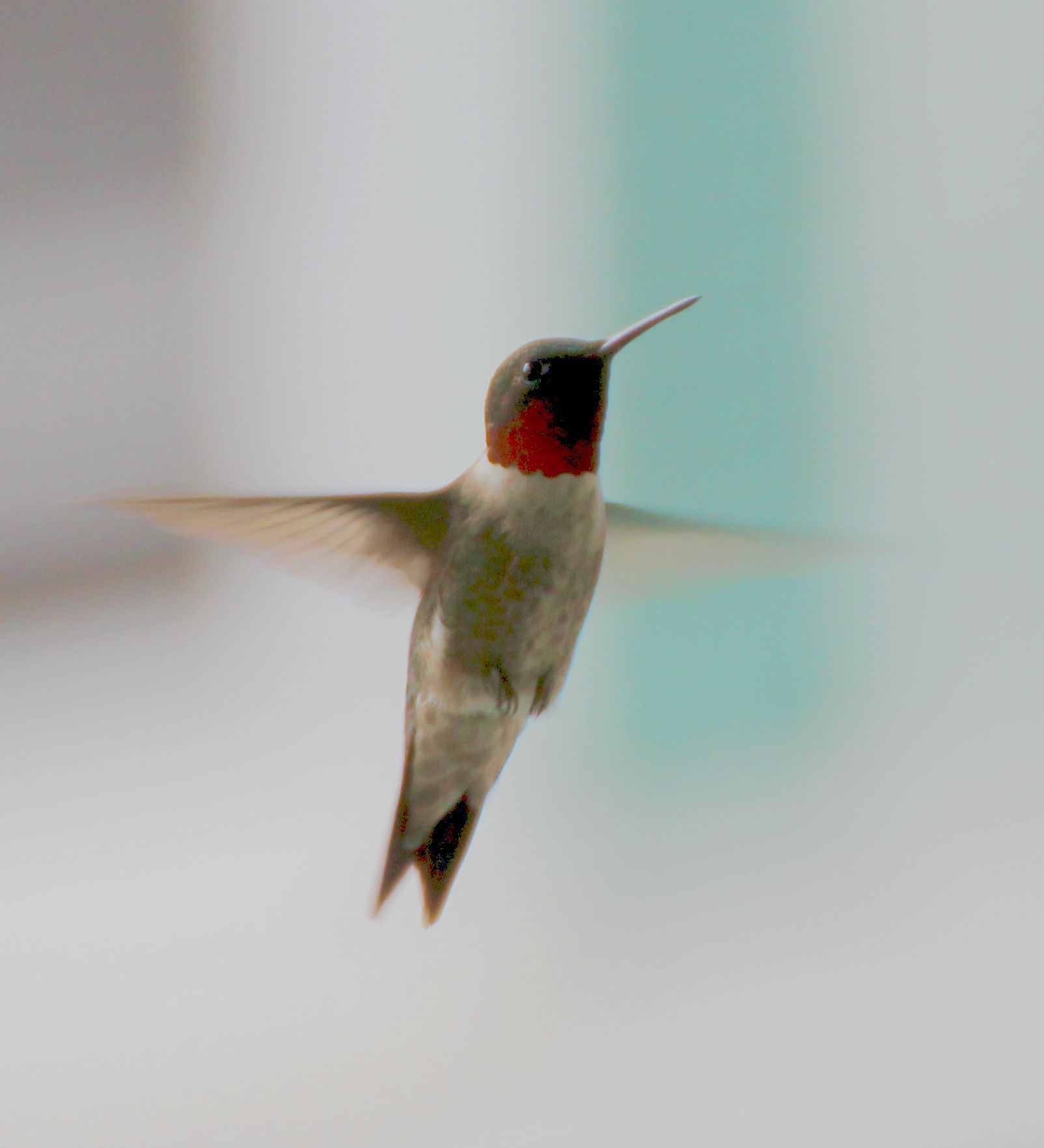 A Hummingbird (user submitted)