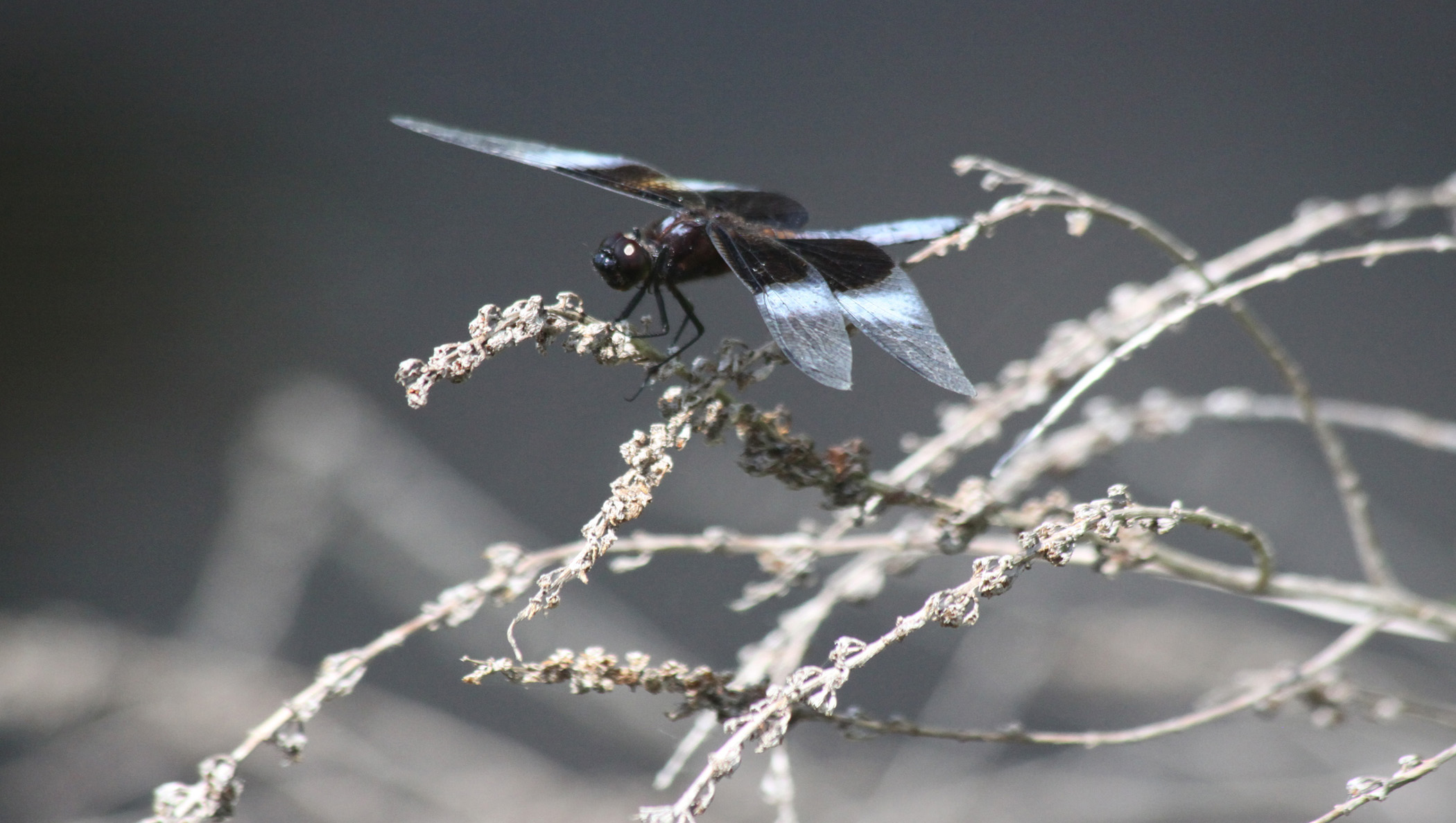 Busy Dragonfly (user submitted)