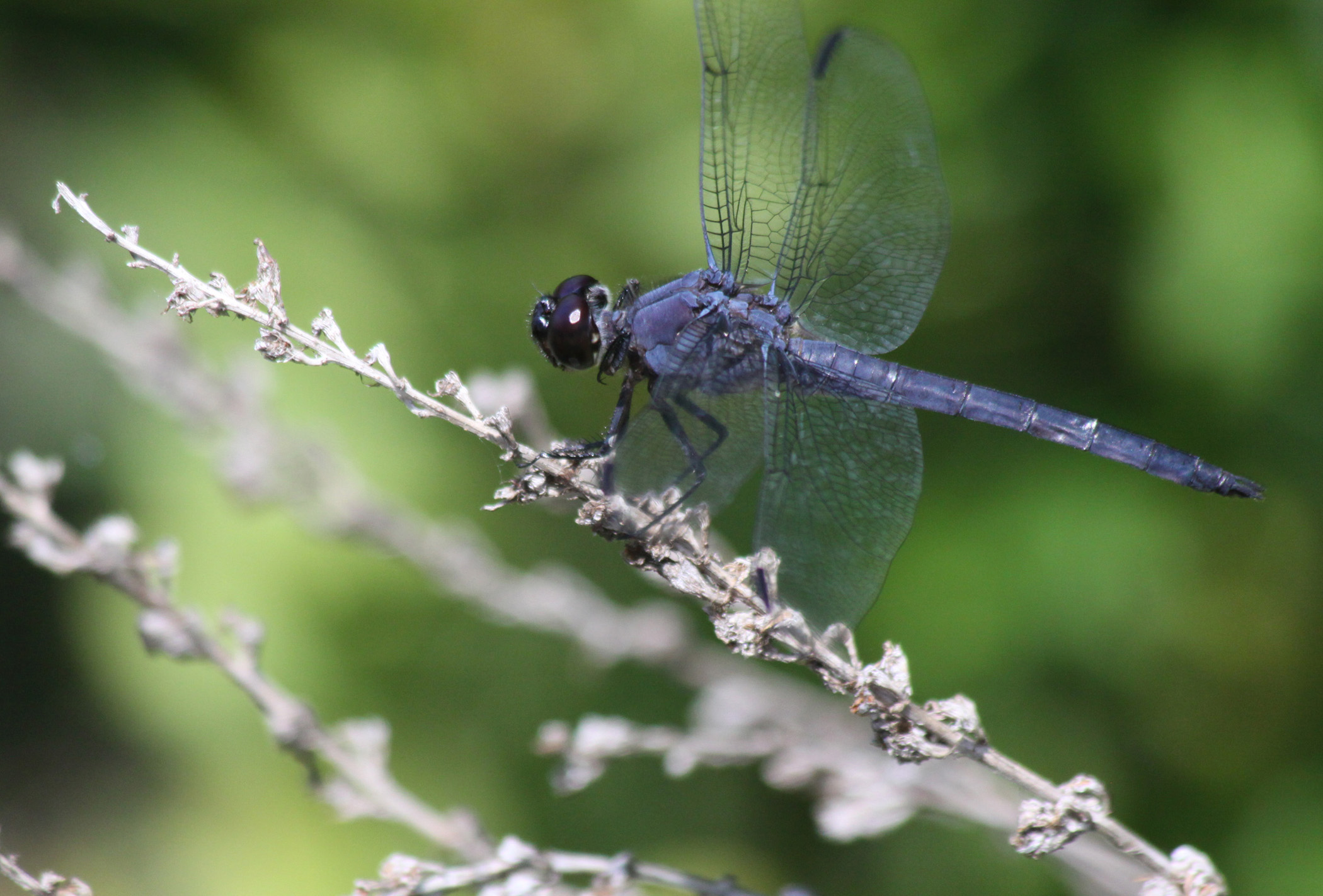 Blue Dragonfly (user submitted)