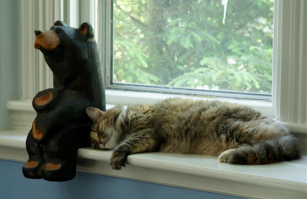 Abigail And The Bear New England