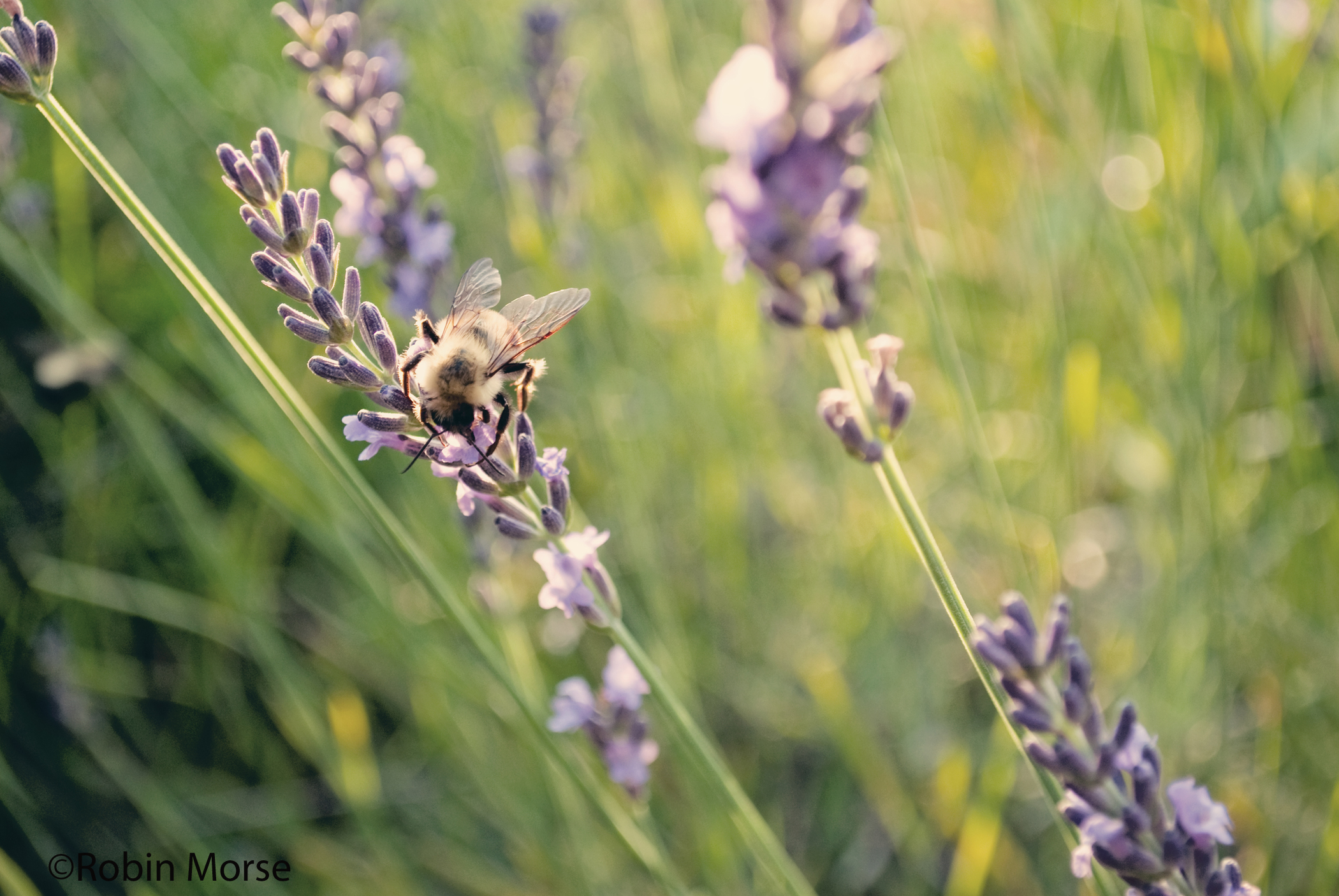 Bee On Lavender (user submitted)