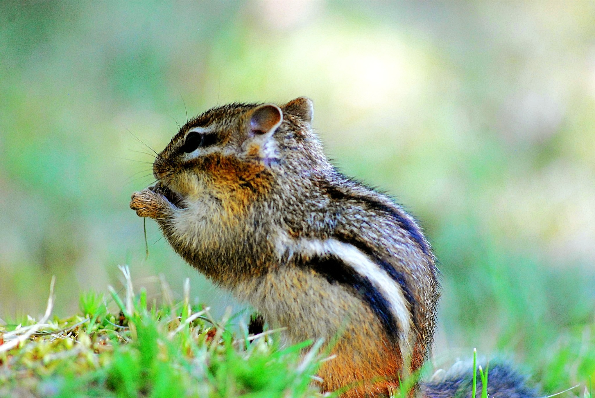 Chipmunk Caught Red-handed (user submitted)