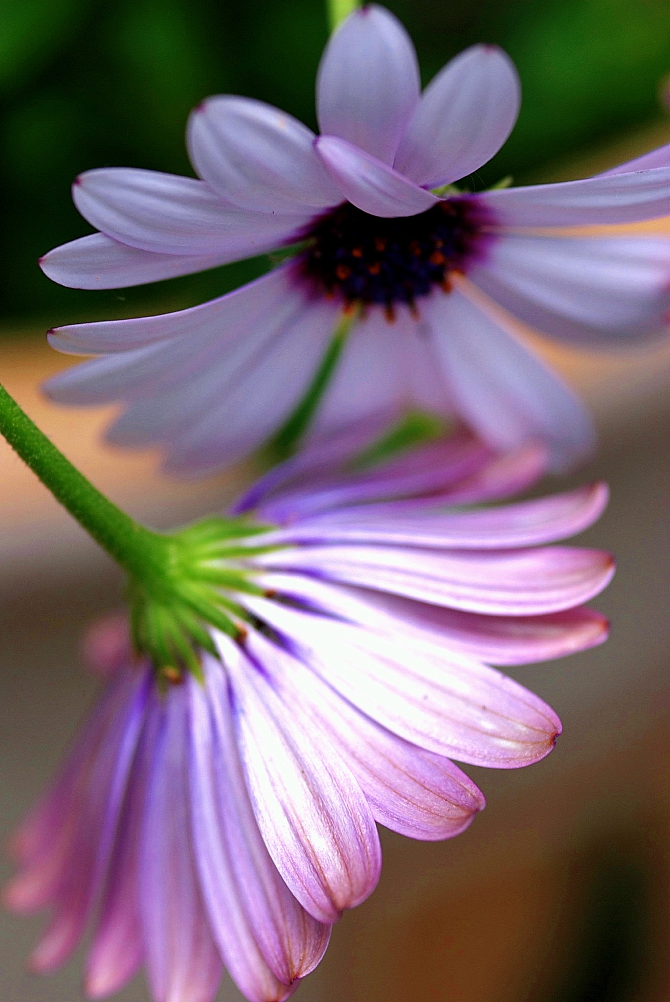 Friendly Flowers - New England