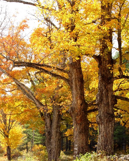 Yellow Trees (user submitted)