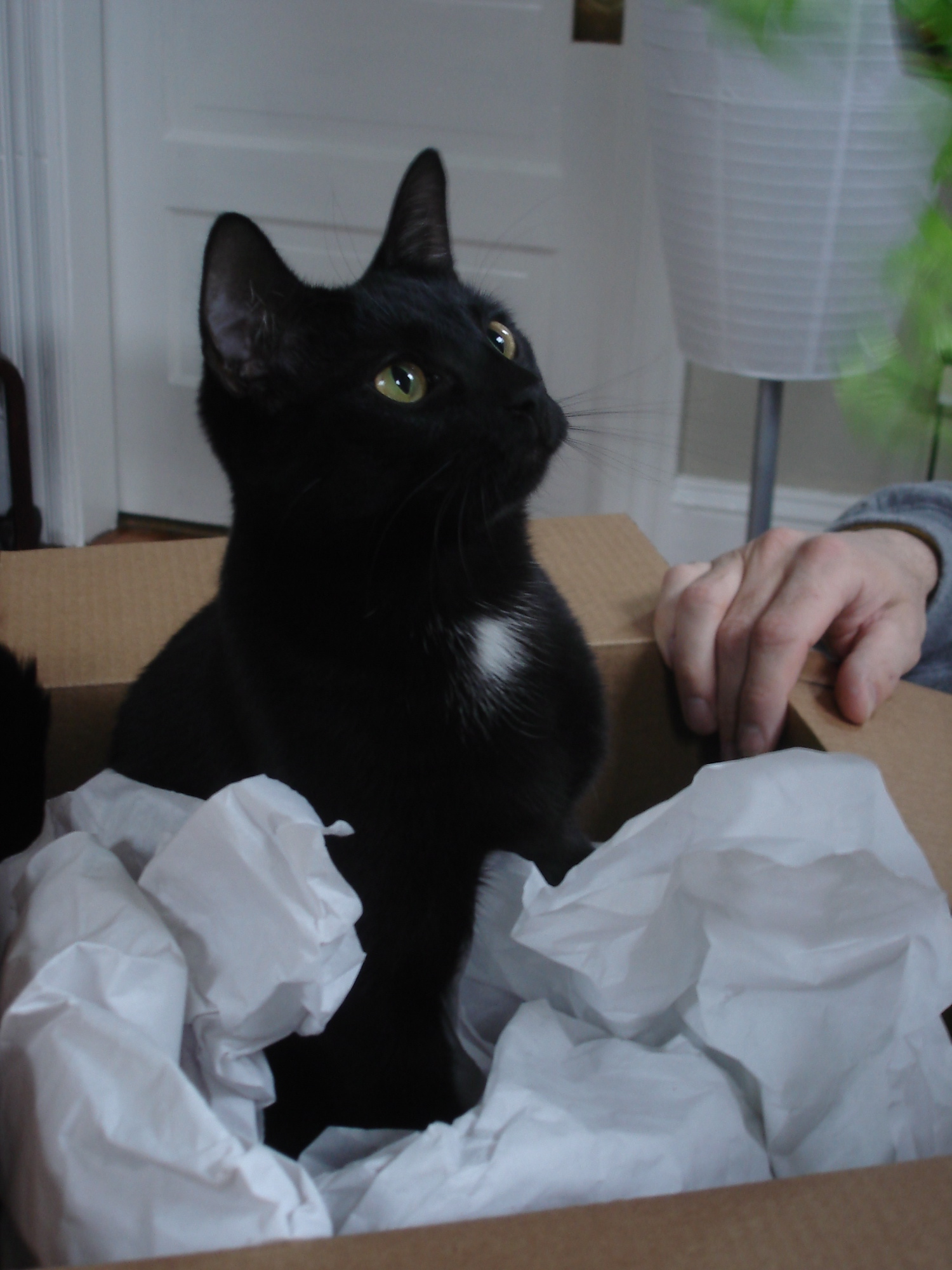 Remy And The Crate And Barrel Box (user submitted)