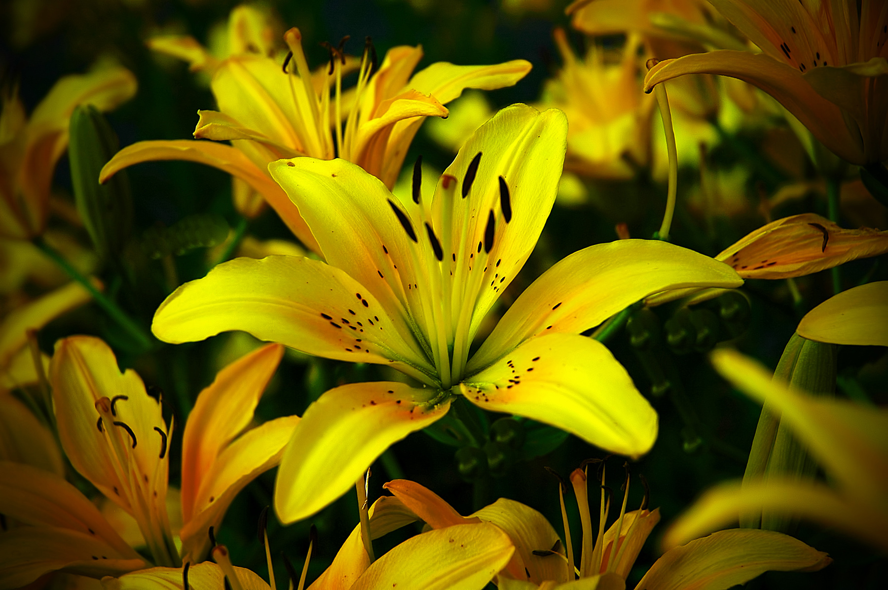 Lilies At Sunset (user submitted)