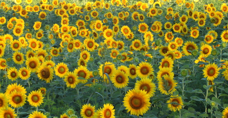 Sunflower City (user submitted)