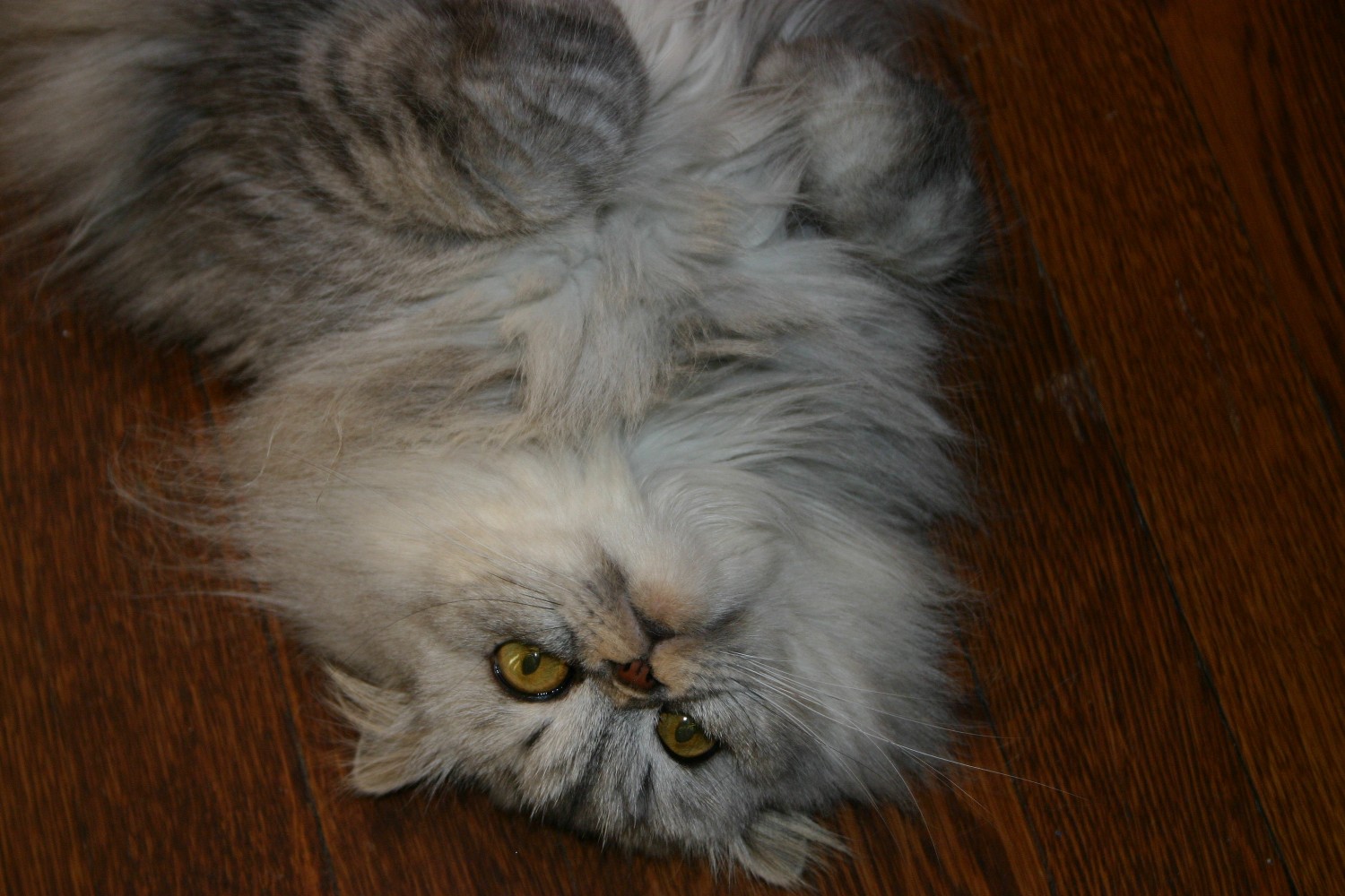 Cutest Cat In Ne Contest 2011 (user submitted)