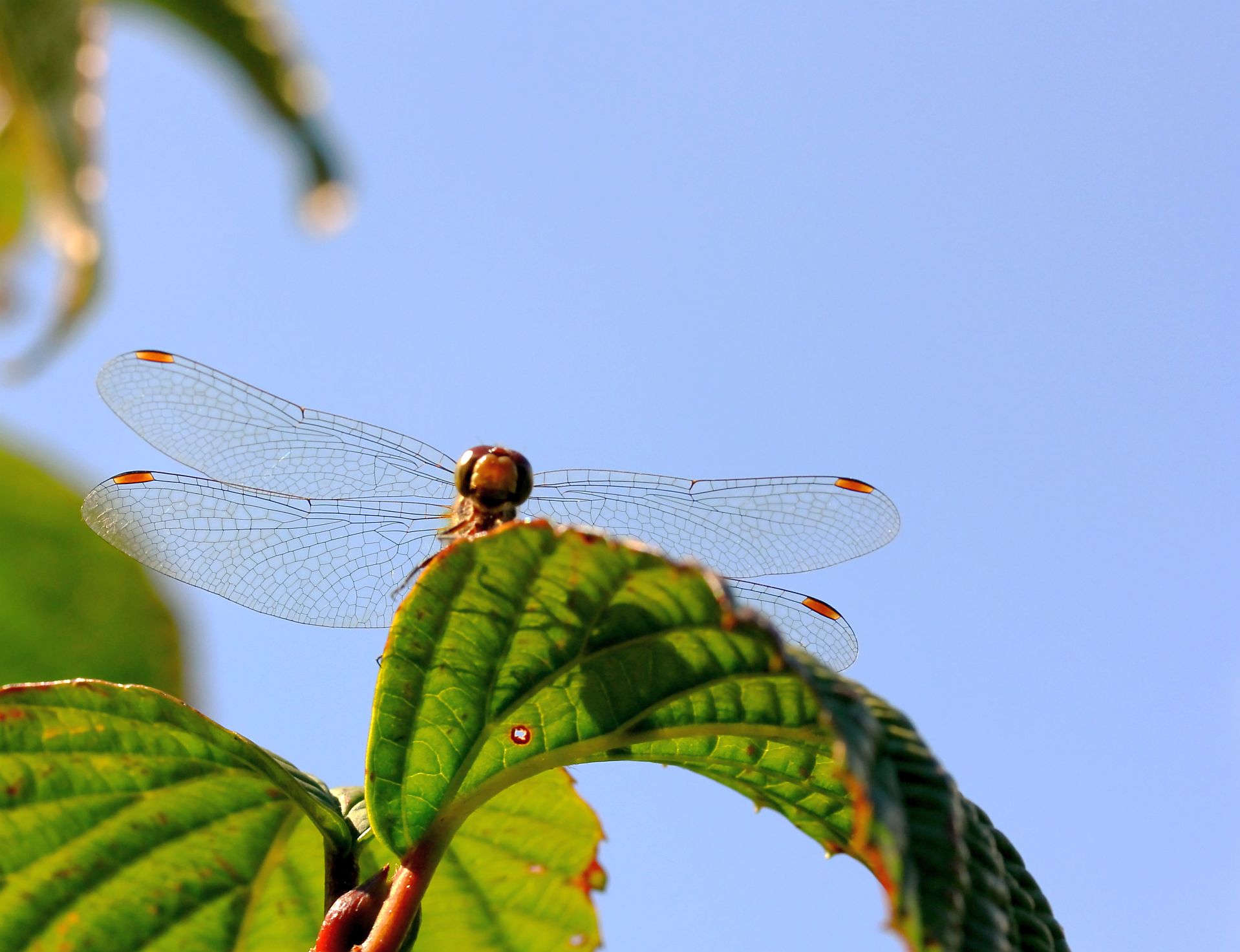 Dragon Fly 2 (user submitted)