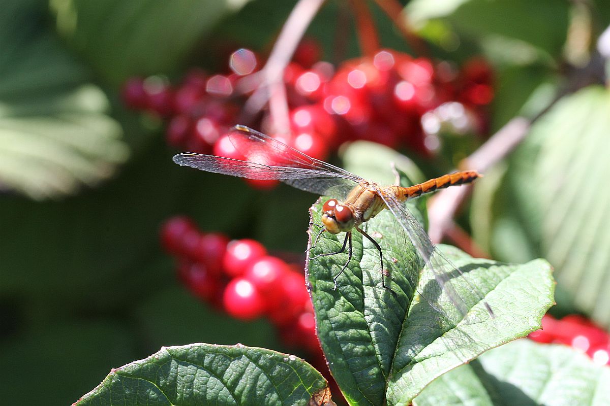 Dragon Fly (user submitted)