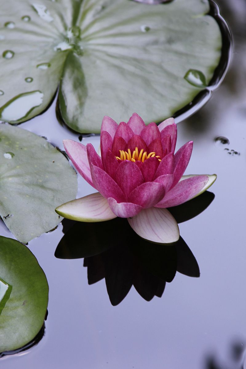 Water Lily 2 (user submitted)