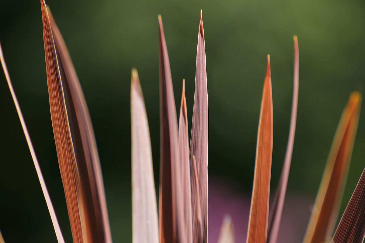 Ornamental Grass (user submitted)