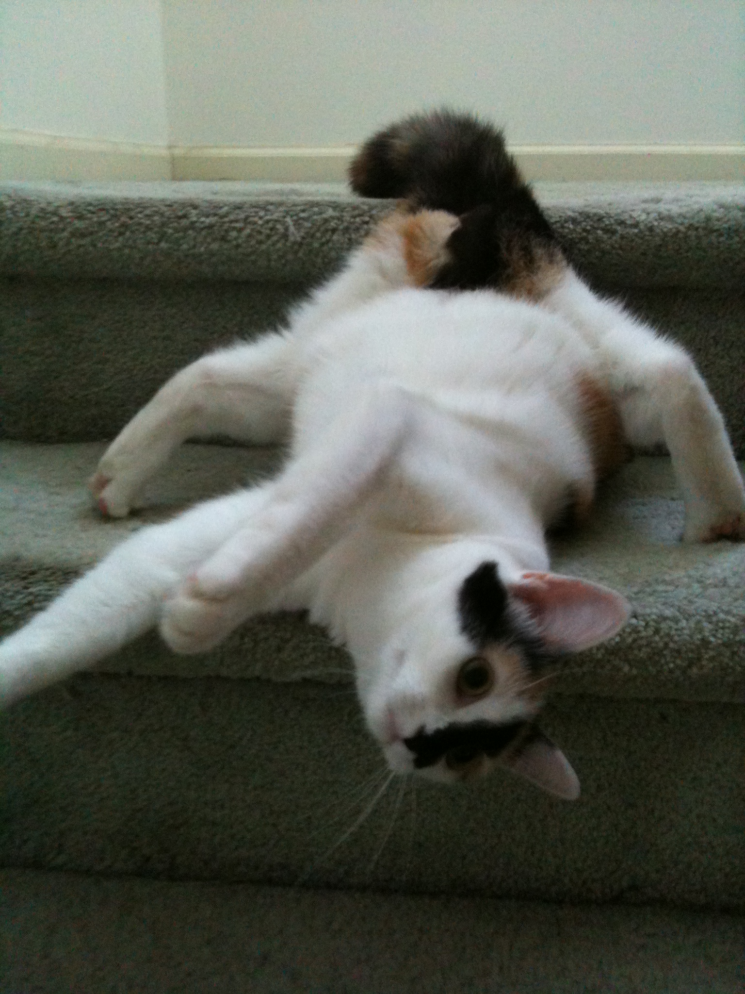 Cat Yoga (user submitted)