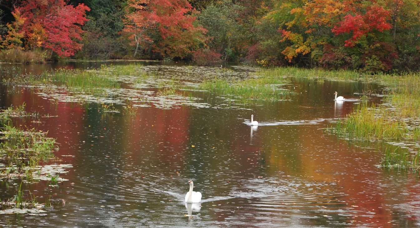 Three Swans (user submitted)