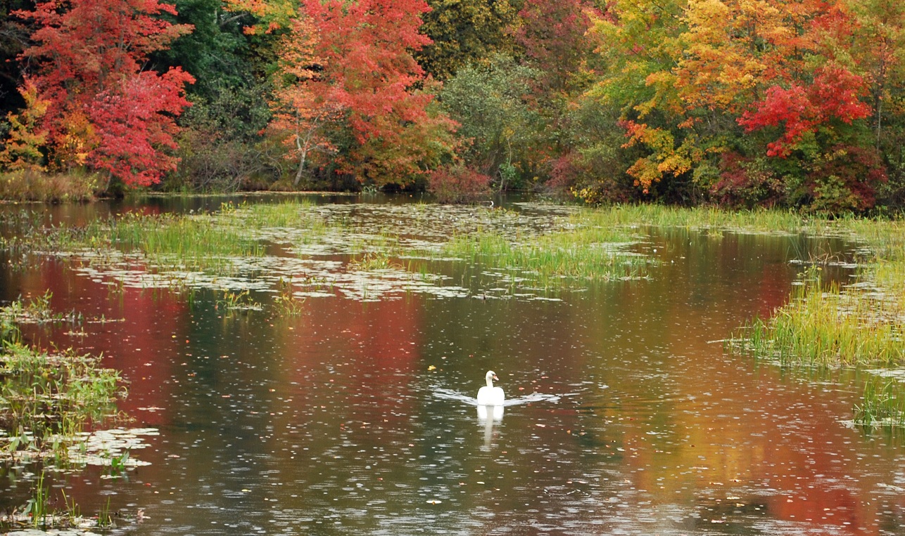 Swan Framed In Autumn (user submitted)
