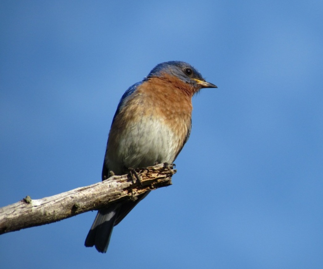 Eastern Bluebird (user submitted)