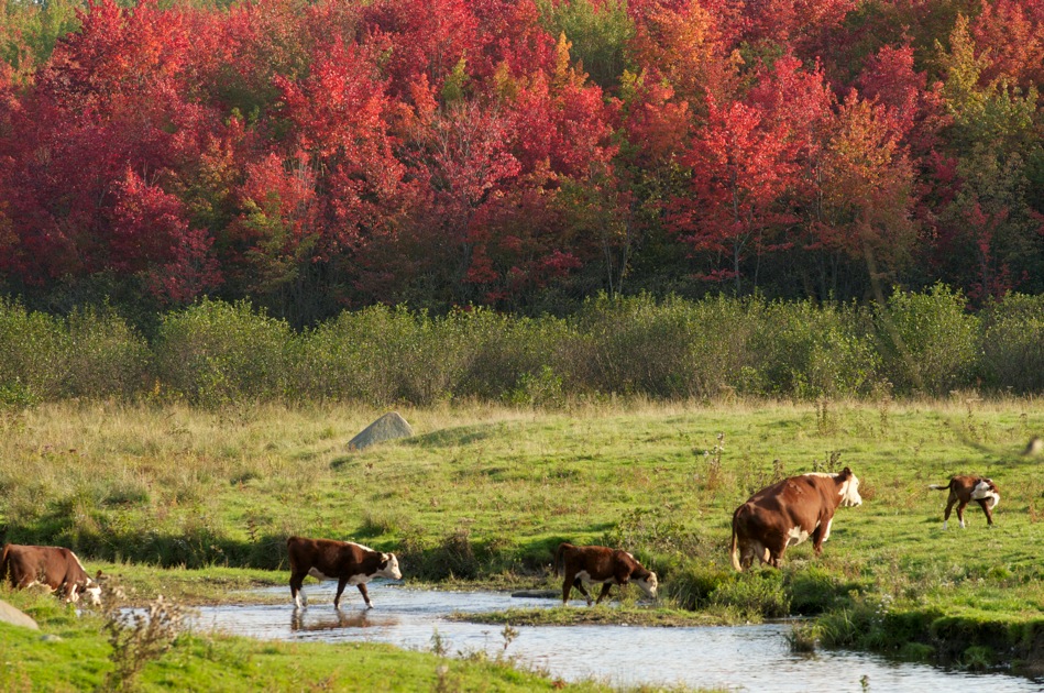 Cows In The Fall (user submitted)