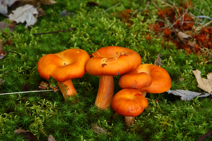 Fall Mushrooms (user submitted)