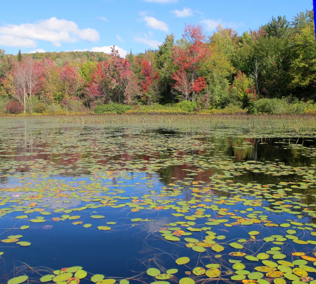 Fall At Elbow Pond New England
