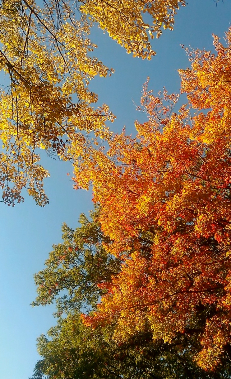 Rochester Nh Foliage 2011 (user submitted)