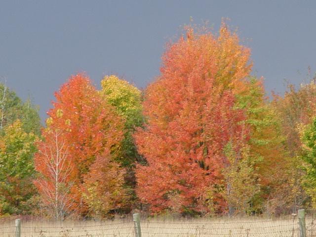 Fall Trees (user submitted)