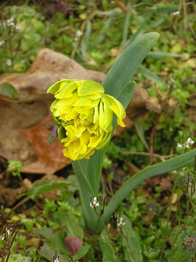 Green Daffodil (user submitted)