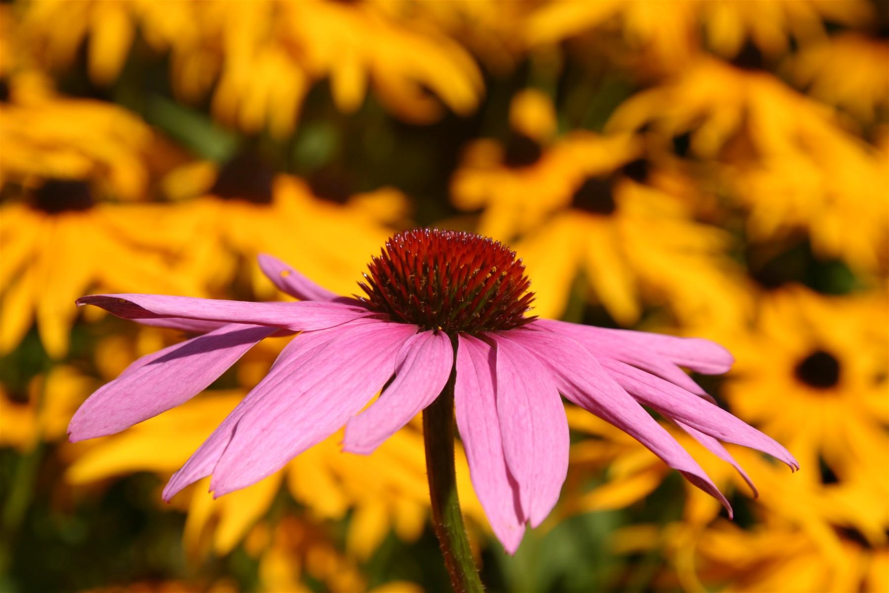 Echinacea (user submitted)