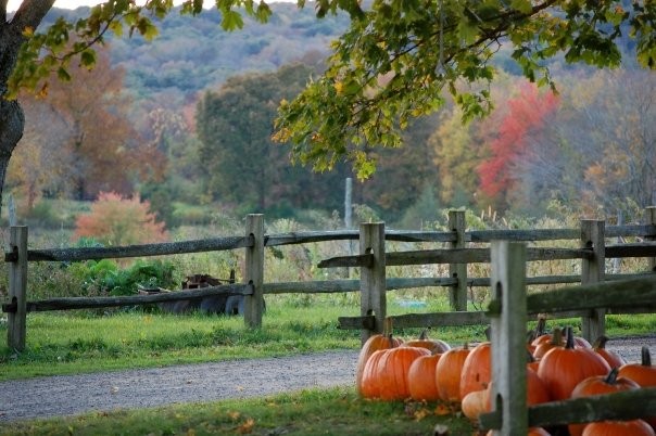 Pumpkins In Lebanon, Connecticut (user submitted)