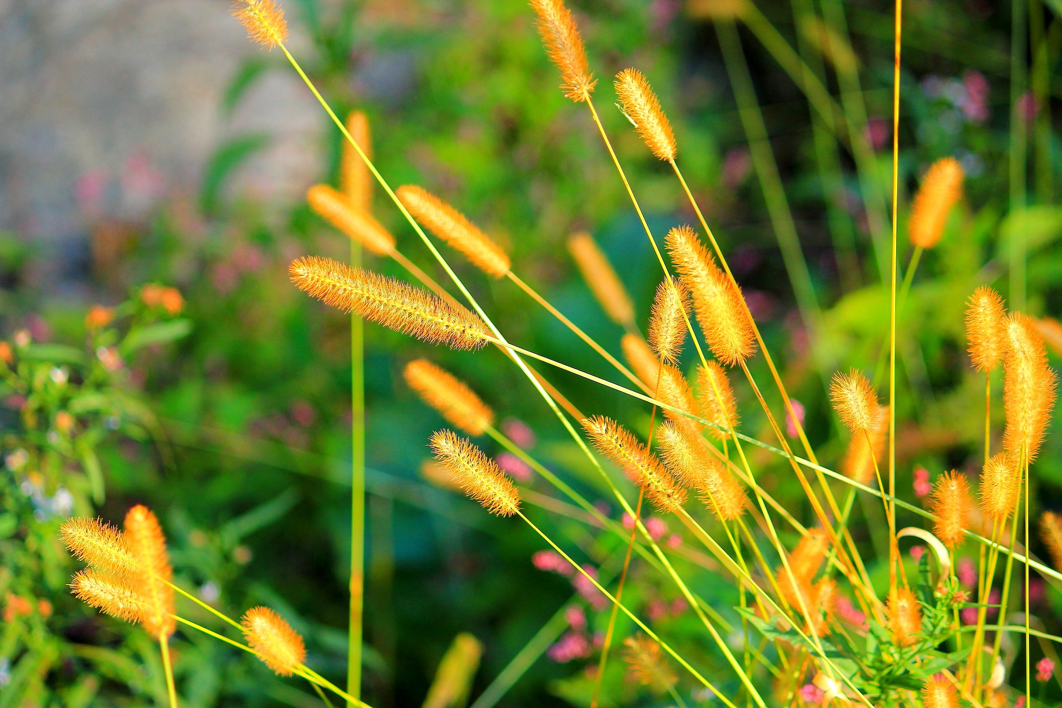 Cattail Grass (user submitted)