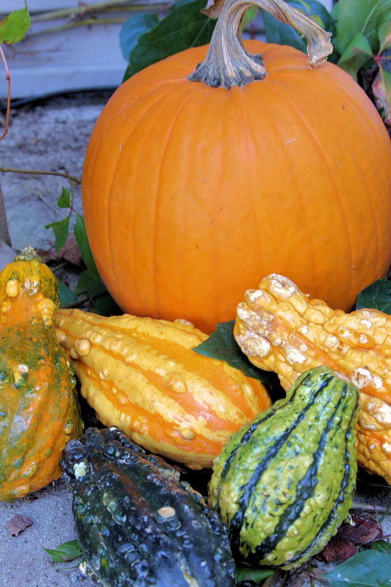 Pumpkin And Gourds (user submitted)