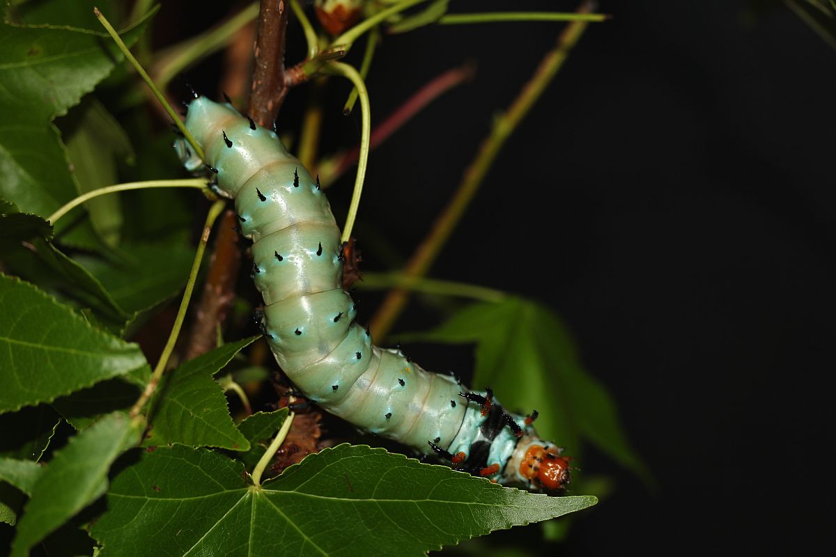 Caterpillar (user submitted)