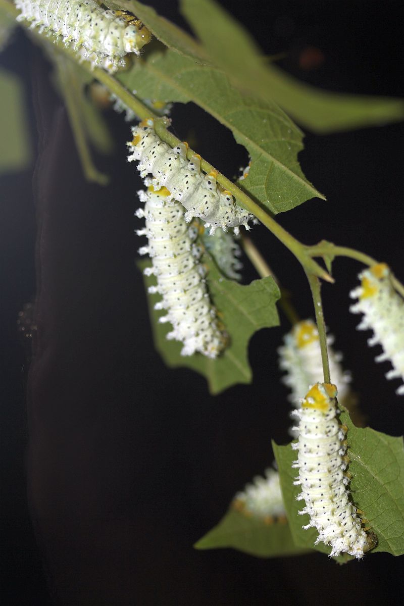 White Caterpillars (user submitted)