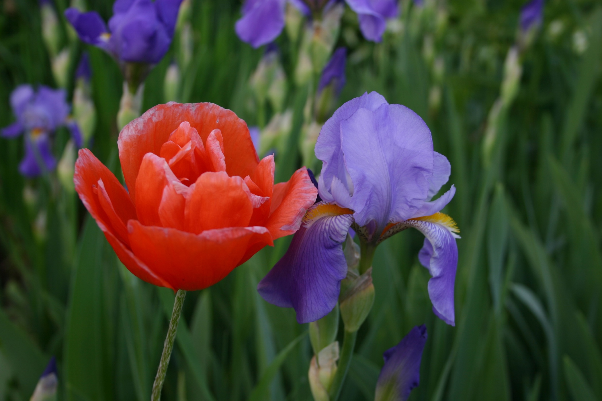 Mingling Flowers (user submitted)