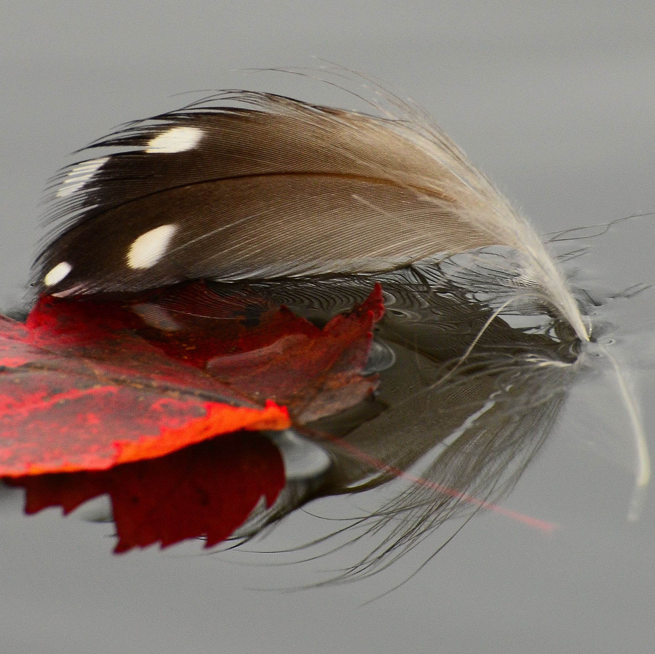 Loon Feather On Squam Lake (user submitted)