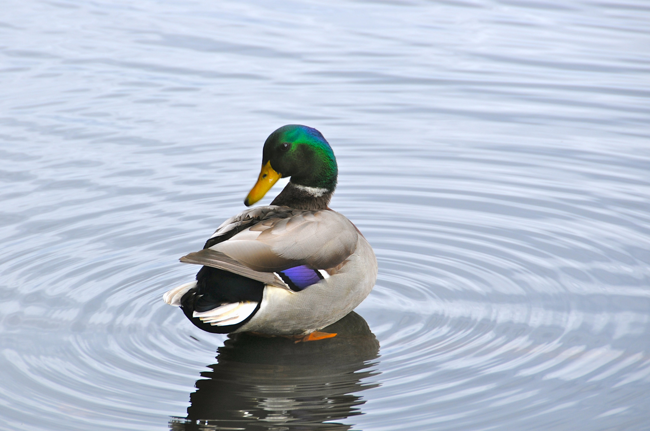 Duck Preening Its Feathers And Making Ripples (user submitted)