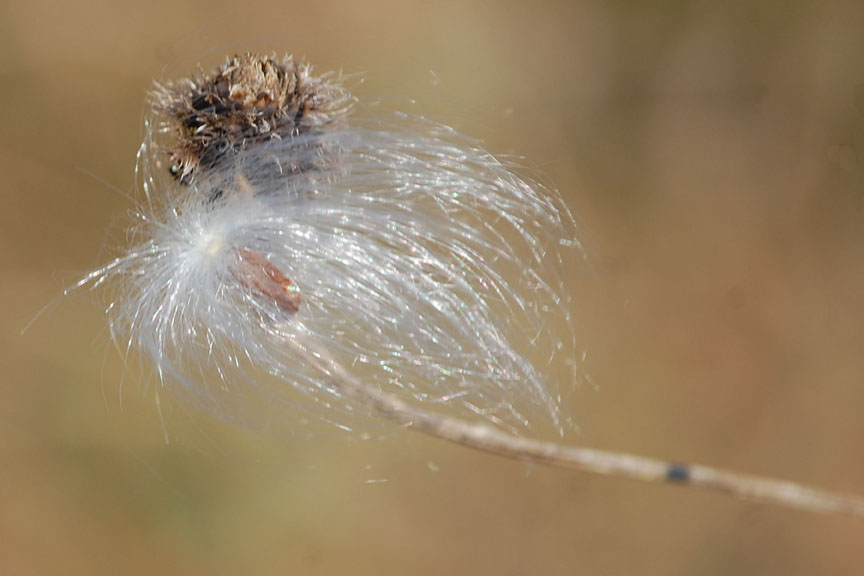 Milkweed Seed In Middletown, Ri (user submitted)