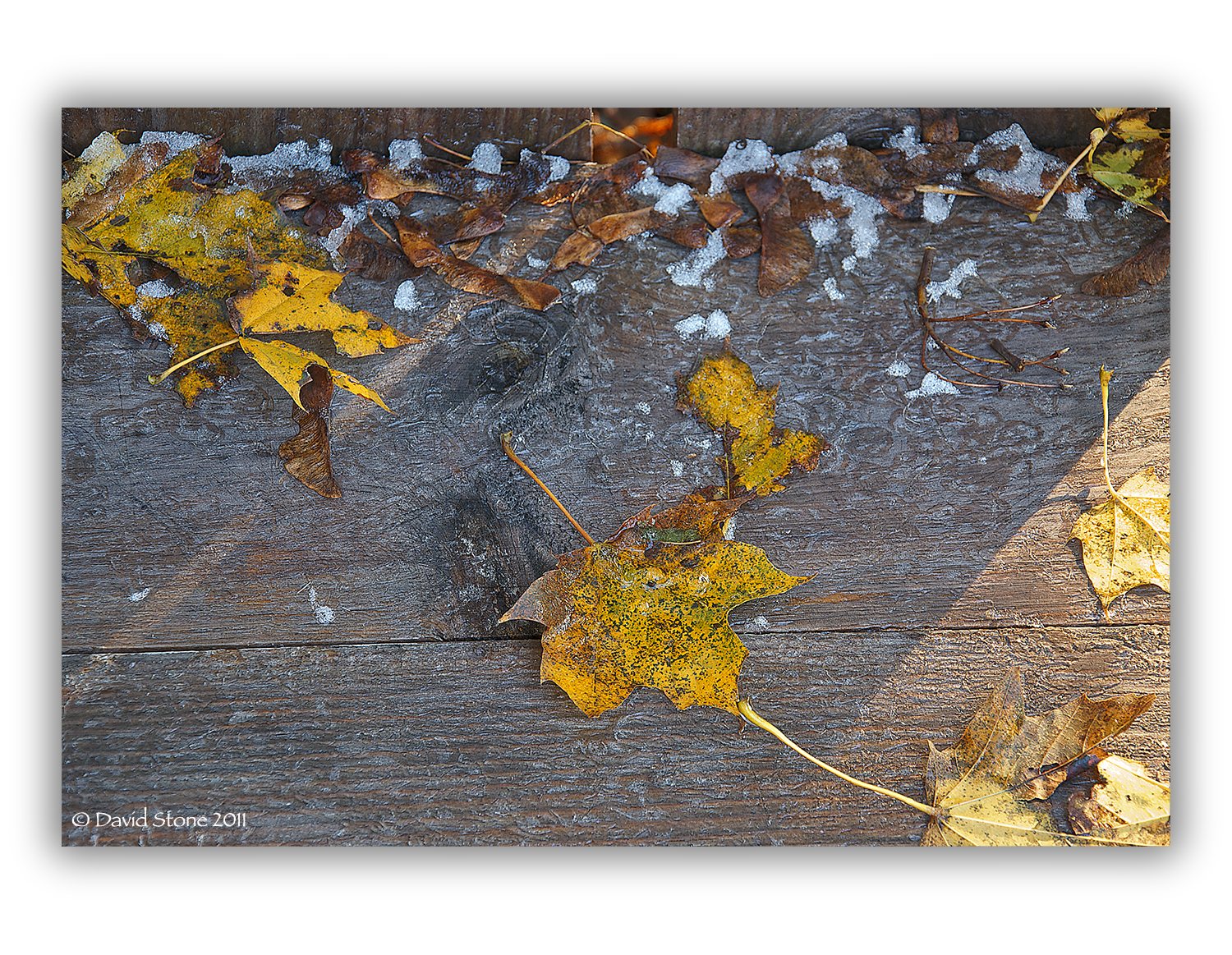 Leaves And Morning Ice On An Adirondack Chair (user submitted)