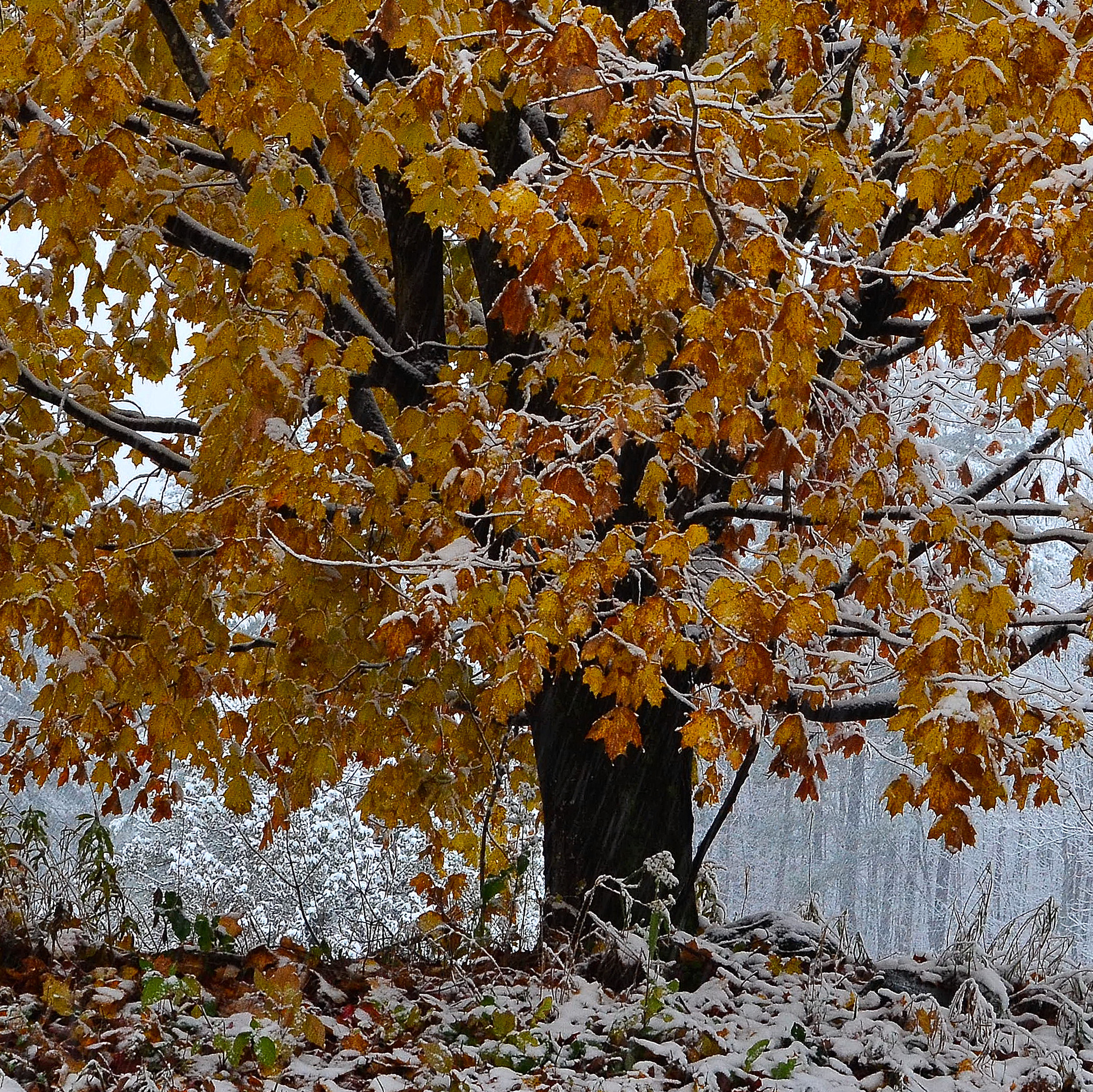 Tree And Falls First Snow. (user submitted)
