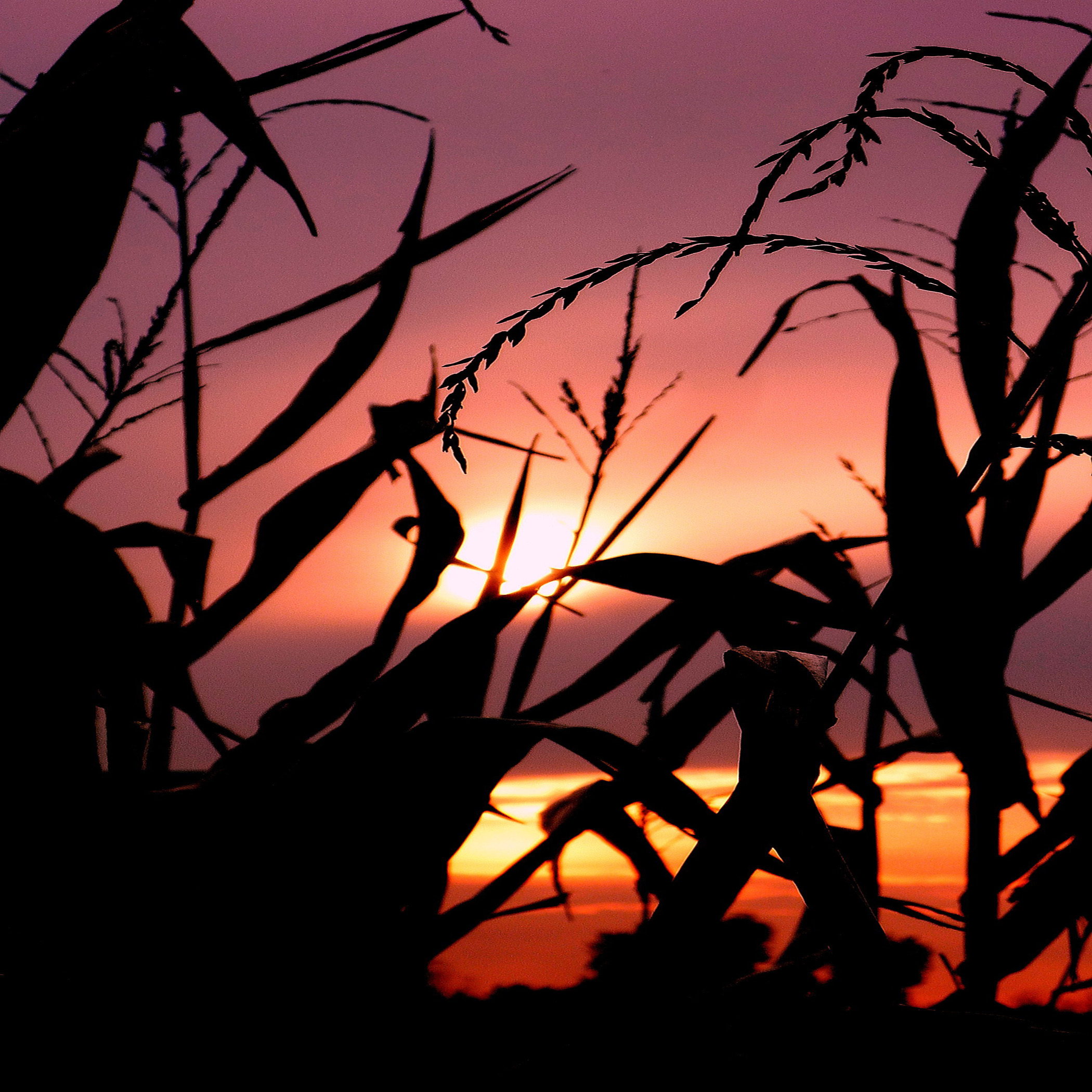 Field Sunset In Sunderland, Ma (user submitted)
