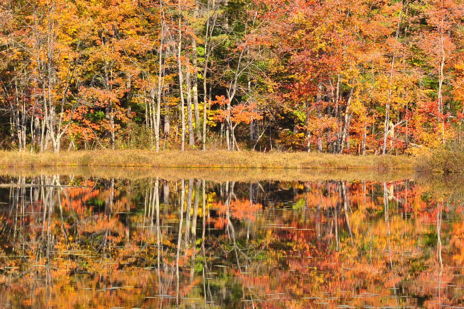 Reflecting On The Fall (user submitted)