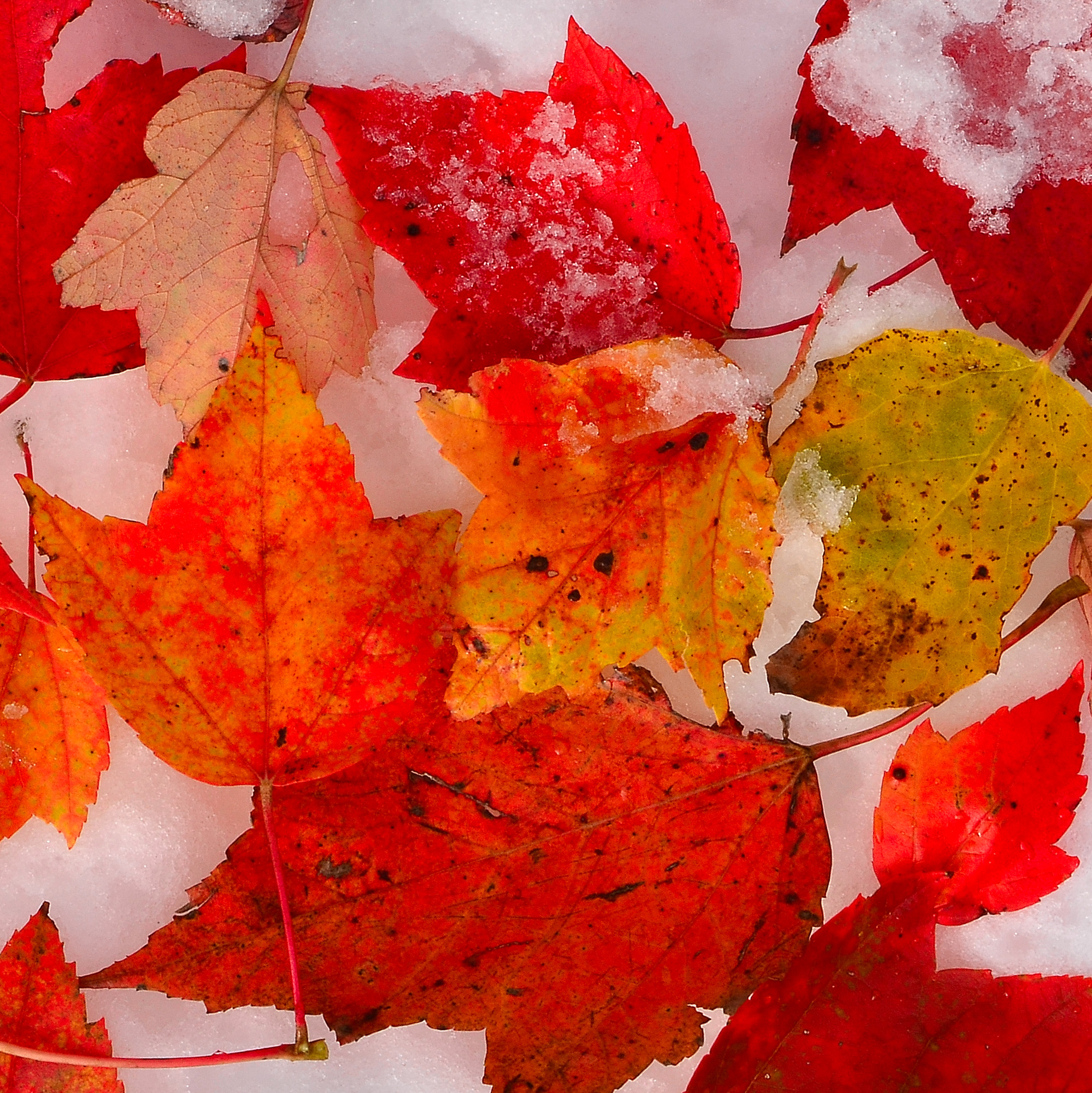 Fallen Leaves On First Snow (user submitted)