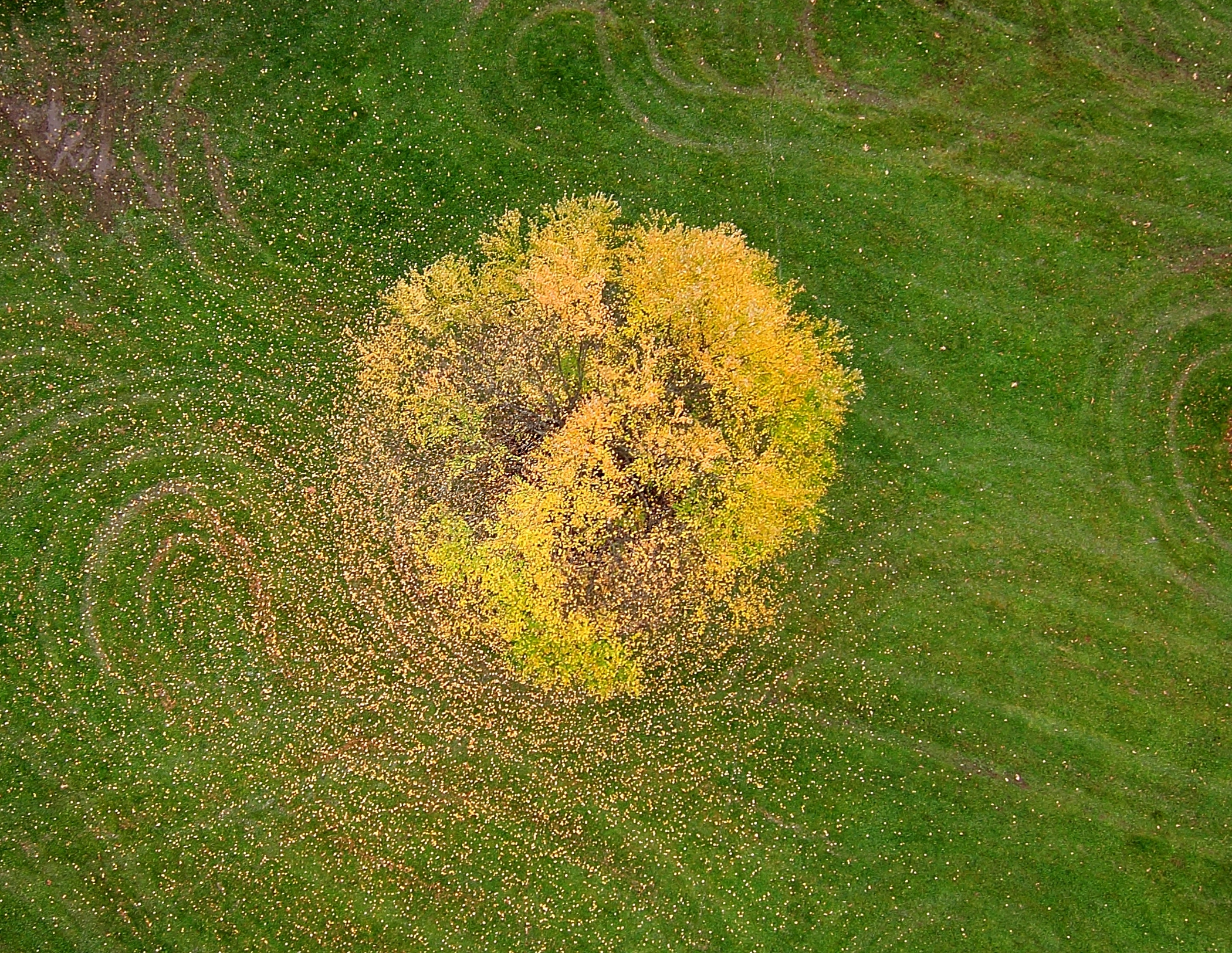 Aerial Of A Fall Tree (user submitted)