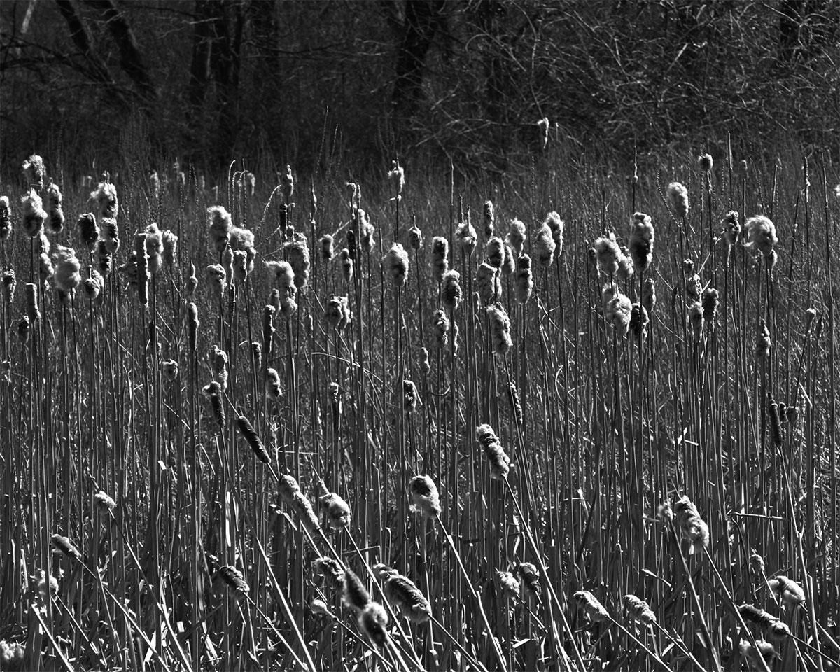 B&amp;W cattails (user submitted)