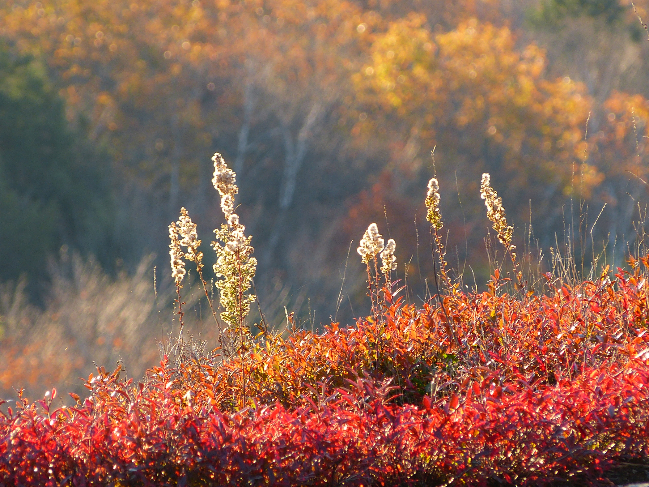 Blueberry Barrens In Liberty, Maine (user submitted)