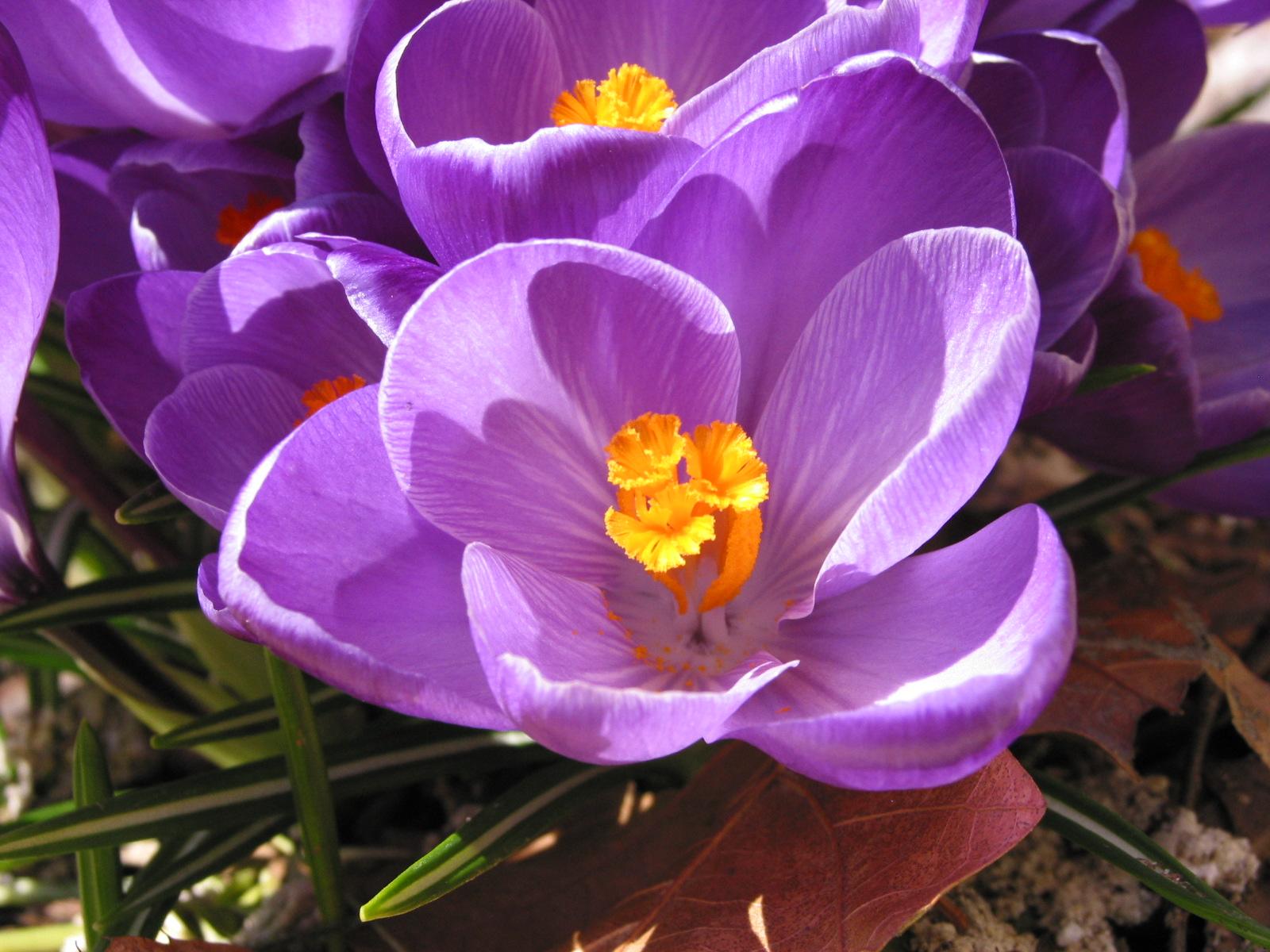 Purple Crocus (user submitted)