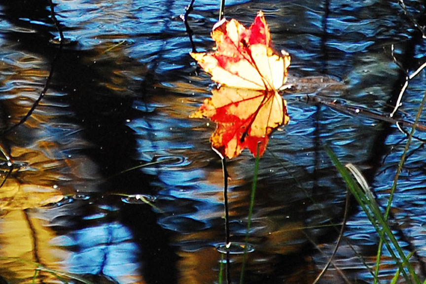 Leaf In Swamp In South Kingston, Rhode Island (user submitted)