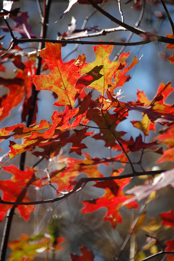 Dancing Red Oak Leaves (user submitted)